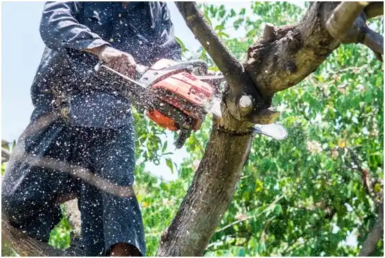 tree services Meadowlands